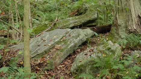 Trees,-stones,-and-hillside-at-Wissahickon-Creek