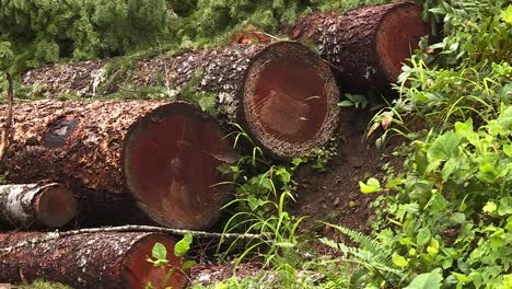 CUT-LOGS-LAYING-IN-THE-FOREST-FOR-LOGGING