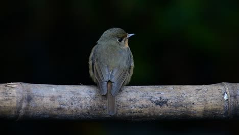 Hill-Blue-Flycatcher-Perched-on-a-Bamboo,-Cyornis-whitei