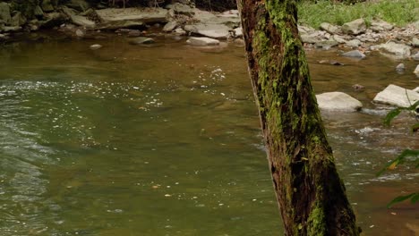 Wissahickon-Creek-Fließt-An-Einem-Baum-Vorbei