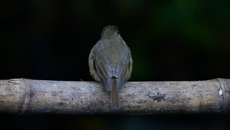 Hill-Blue-Flycatcher-Perched-on-a-Bamboo,-Cyornis-whitei