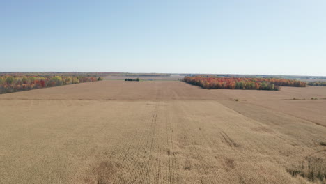 Colorful-leaves-on-trees-surrounding-flat-brown-fields-of-corn-ready-to-be-cut-for-the-fall-harvest