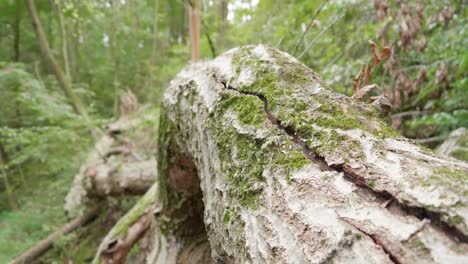 Primer-Plano,-árbol-Caído-Y-Ramas-En-El-Bosque-En-Pensilvania