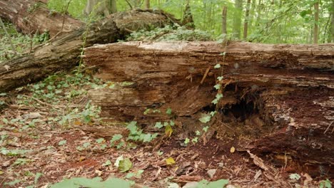 Rotting-tree-trunk-near-Wissahickon-Creek