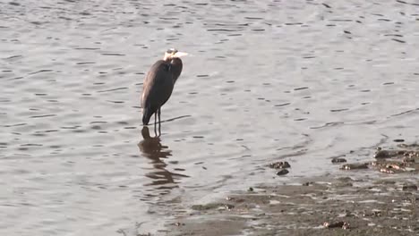 HERON-STANDING-ON-A-RIVER-BANK
