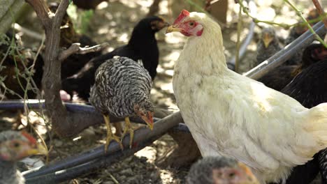Pollo-Blanco-Rodeado-De-Otros-Grises-Jóvenes-En-El-Patio-De-La-Granja-Orgánica