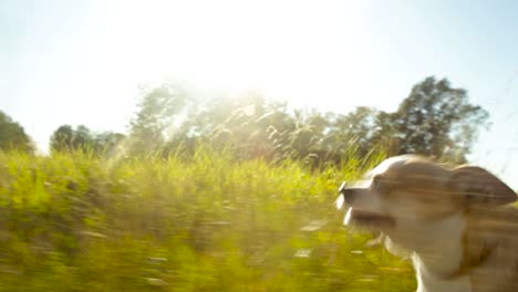 Dog-pov-view-running-through-grass-blades-with-a-Chihuahua