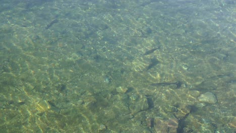 Kleine-Fische-Schwimmen-Auf-Transparentem-Flusswasser,-Das-Den-Sonnenaufgang-Widerspiegelt