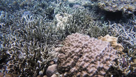 Eine-Handgeführte-Unterwasseraufnahme-Von-Kleinen-Fischen,-Die-über-Einem-Korallenriff-Auf-Den-Philippinen-Schwimmen