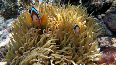 A-family-of-clownfish-swims-near-its-home-in-an-anemone