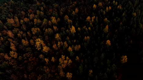 Aerial-footage-over-yellow-trees,-autumn-season-look-at-forest