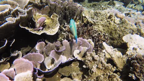 Eine-Unterwasserfahrt-Eines-Papageienfisches,-Der-Anmutig-über-Das-Korallenriff-Schwimmt,-Auf-Den-Philippinen