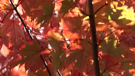 4k_colorful-Stock-Footage-Video-Zum-Herbst,-Das-Licht,-Farben-Und-Bewegung-Einfängt