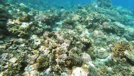 Eine-Handgeführte-Unterwasseraufnahme-über-Einem-Korallenriff-Auf-Den-Philippinen