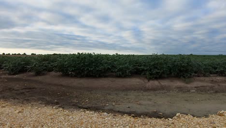 Campo-Cultivado-De-Soja-Susurrando-En-La-Brisa-En-Un-Día-Nublado-En-La-Zona-Rural-De-Nebraska,-EE.UU.