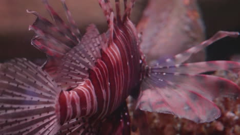 Lionfish-on-a-reef,-Close-Up