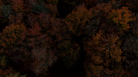 Von-Unten-Nach-Oben-Die-Baumkronen,-Der-Blick-Auf-Die-Bäume-In-Der-Herbstversion,-Bunte-Blätter-Geben-Eine-Magische-Atmosphäre