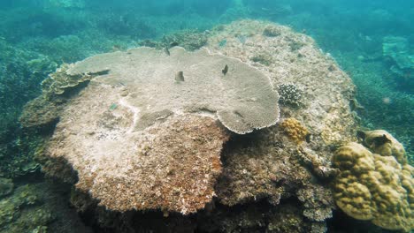 Eine-Handgehaltene-Unterwasseraufnahme-Eines-Schwarms-Kleiner-Fische,-Die-Zusammen-In-Den-Untiefen-Eines-Korallenriffs-Auf-Den-Philippinen-Schwimmen