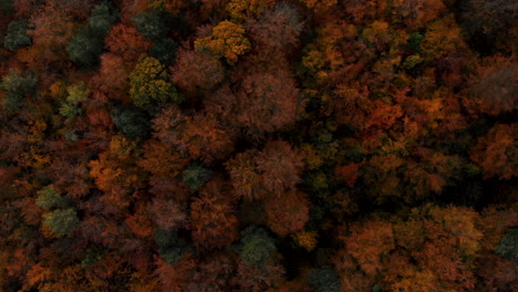 Luftaufnahmen-über-Herbstbäumen,-Wald,-Wenn-Sich-Die-Blätter-Verfärben,-Draufsicht-Auf-Den-Herbstwald