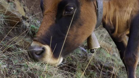 Close-up-of-alpine-undisturbed-cow-with-bell-on-neck,-eating-grass-early-in-the-morning-up-in-the-mountains