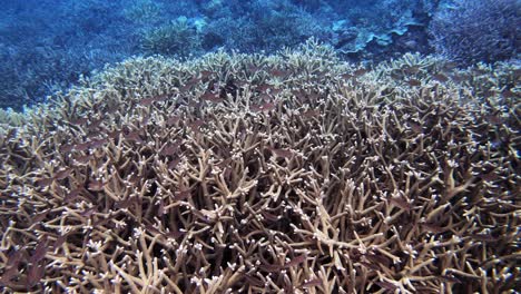 Unterwasseraufnahmen-Von-Tropischen-Fischen-Und-Korallen