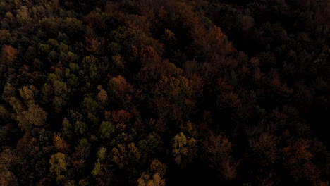Aerial-footage-over-yellow-trees,-autumn-season-look-at-forest
