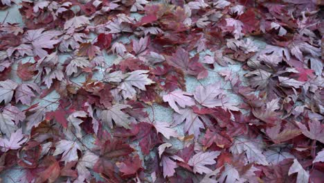 Beautiful-red-maple-leafs-fallen-on-the-sidewalk-during-peak-Autumn-Fall-season