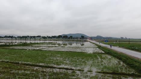 Stable-view-by-the-wet-highway-alongside-the-paddy-rice-field-after-heavy-rains