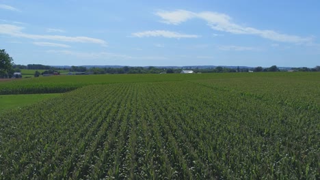 Eine-Luftaufnahme-Von-Amischen-Ackerland-Und-Landschaft-Mit-Maisfeldern-An-Einem-Sonnigen-Sommertag