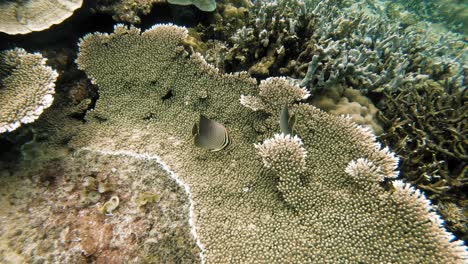 Eine-Handgehaltene-Unterwasserfahrt-Eines-Tropischen-Fisches,-Der-In-Und-Aus-Einem-Korallenriff-Auf-Den-Philippinen-Schwimmt