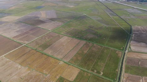 Luftdrohnenansicht-Einer-Weiten-Reisfarmplantage-Mit-Einem-Schönen-Feldmuster