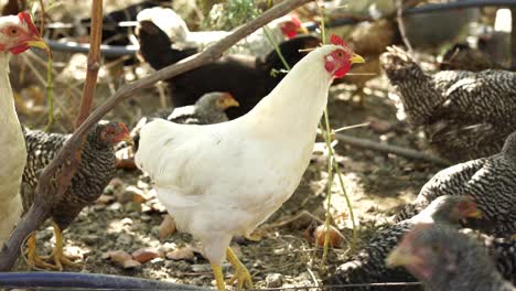 White-chicken-in-the-organic-farm,-near-coop,-confining-poultry-on-open-wide-garden-in-village