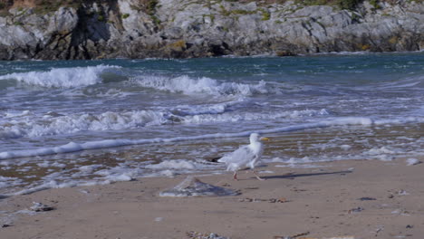 Seagull-avoiding-fierce-fast-moving-spring-tide-sea-waters,-slow-motion-pan-shot
