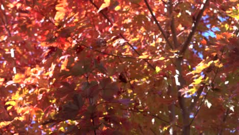 4k_autumn-Stock-Footage-Video,-Das-Licht,-Farben-Und-Bewegung-Einfängt