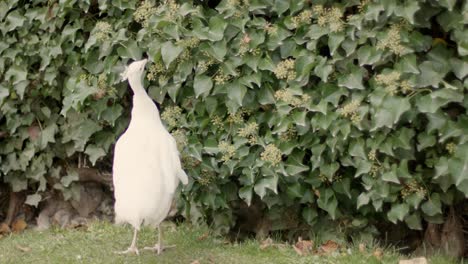 4K:-White-albino-peacock-searching-curiously-at-a-hedge-and-jumping