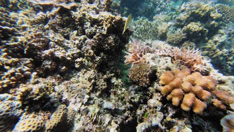 Eine-Handgeführte-Unterwasseraufnahme-über-Einem-Lebendigen-Korallenriff-Auf-Den-Philippinen