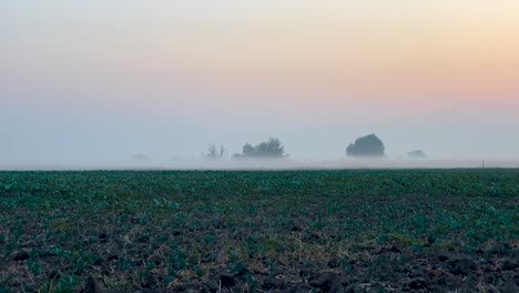 Static-shot-of-morning-mist-over-open-field-at-sunrise