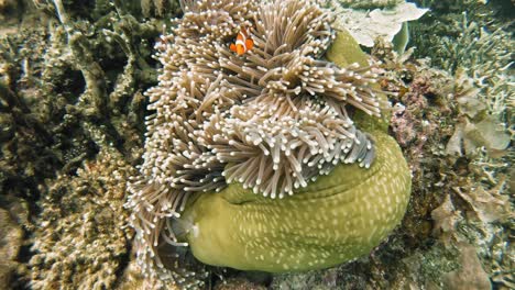 Eine-Handgehaltene-Unterwasseraufnahme-Von-Clownfischen,-Die-Sich-Mit-Dem-Lebhaften-Korallenriff-Auf-Den-Philippinen-Bewegen