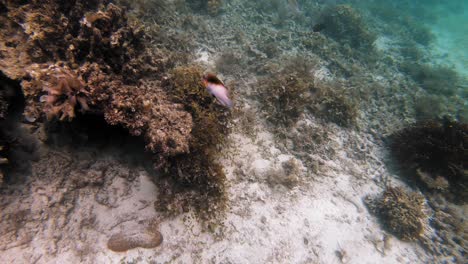 Bunte-Fische-Schwimmen-über-Einem-Korallenriff-Auf-Den-Philippinen