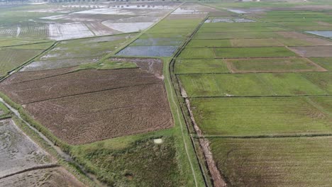 Backward-aerial-view-of-the-wide-farming-paddy-rice-field-plantation-from-Northern-part-of-Vietnam