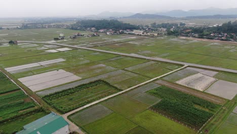 Nice-peaceful-wide-view-of-green-rice-field-plantation