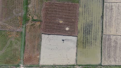 Aerial-top-down-view-of-the-farmer-working-preparing-the-rice-paddy-field-for-plantation-using-water-buffalo-to-plow-the-soil