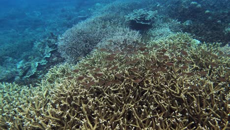Unterwasseraufnahme-Von-Tropischen-Fischen-Und-Korallen