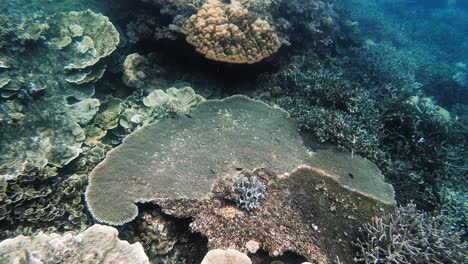 Eine-Handgeführte-Unterwasseraufnahme-über-Einem-Korallenriff-Auf-Den-Philippinen