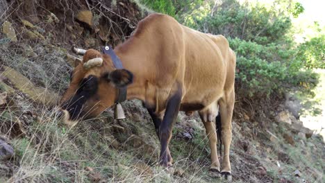 Alpine-cow-feeds-on-the-fresh-grass-of-the-highlands-in-the-high-mountains