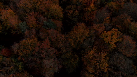 In-Richtung-Der-Baumkrone-Fallend,-Hat-Der-Wald-Im-Herbst-Bunte-Bäume