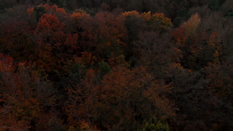 Orbital-flight-around-the-treetops,-colorful-tree-leaves-in-autumn