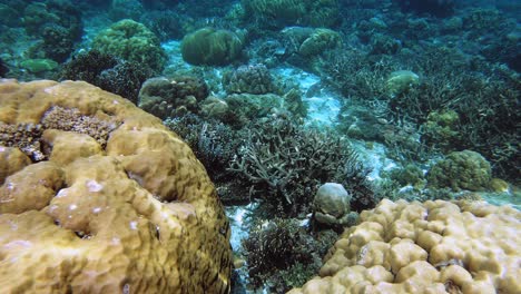 Eine-Handgeführte-Unterwasseraufnahme-Eines-Belebten-Korallenriffs-Auf-Den-Philippinen