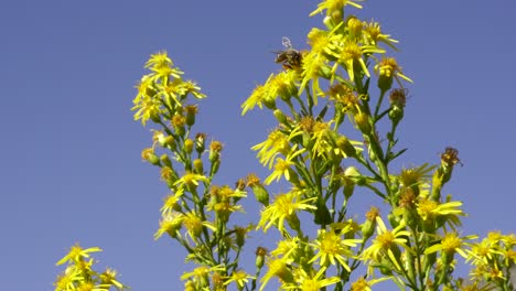 Nahaufnahme-Einer-Biene,-Die-An-Einem-Sommertag-Mit-Offenem-Blauen-Himmelshintergrund-Nektar-Aus-Blumen-Sammelt