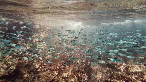 Ein-Schwarm-Kleiner-Silberfische-Schwimmt-Auf-Einem-Korallenriff-In-Seichten-Gewässern